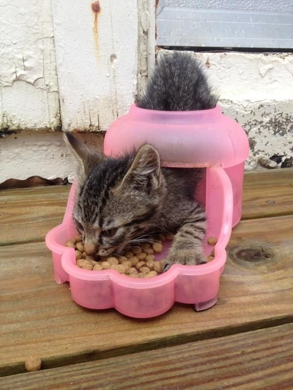 밥먹는 고양이.jpg | 인스티즈