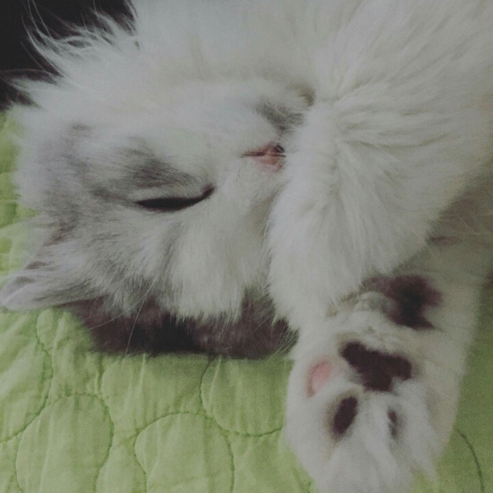 냥덕 입문냥 | 인스티즈