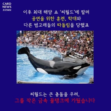 범고래가 사람을 죽인 이유 | 인스티즈