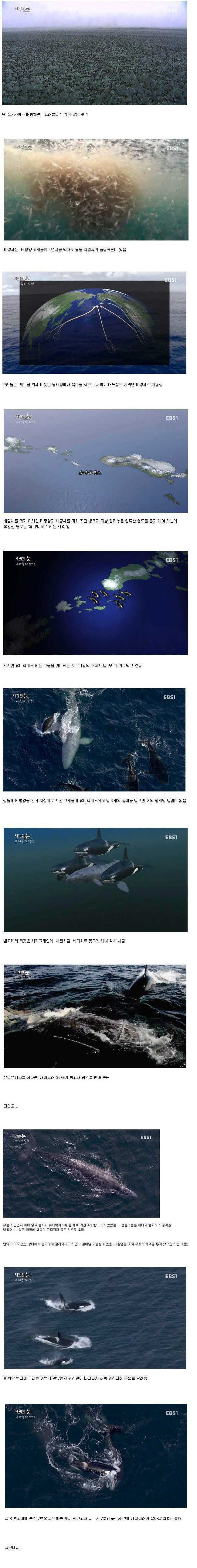 갓등고래ㄷㄷㄷ.jpg | 인스티즈