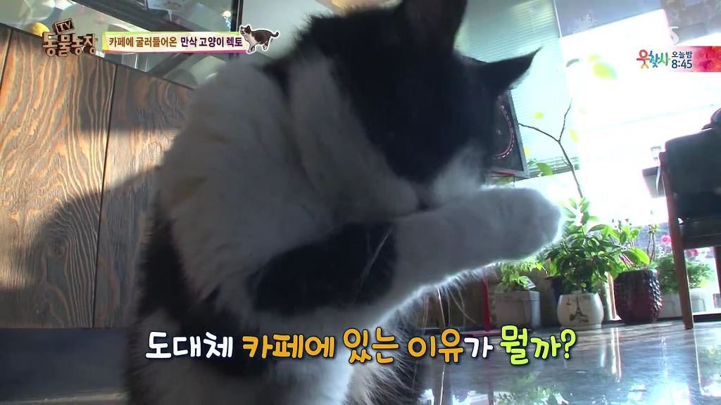 동물농장 [카페에굴러들어온고양이렉토] | 인스티즈