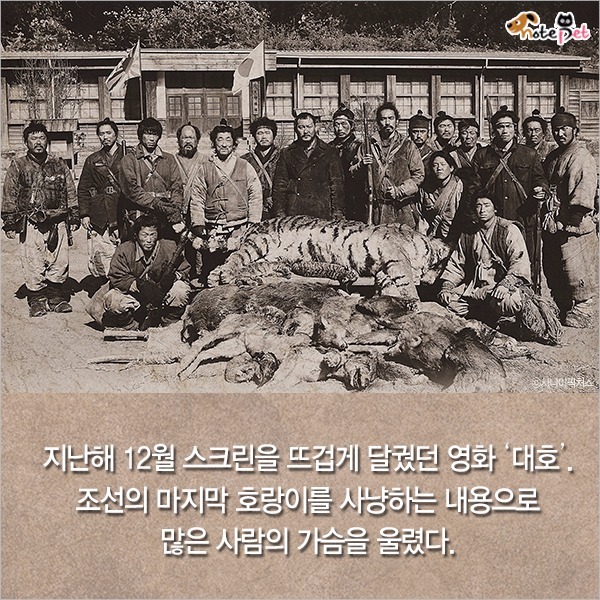  일제강점기 한반도에 사라진 동물들 | 인스티즈