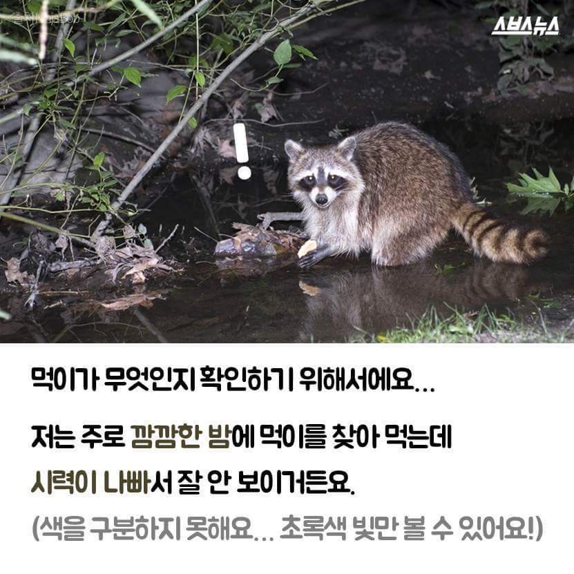 라쿤이 물속에 먹이를 넣는 이유 | 인스티즈