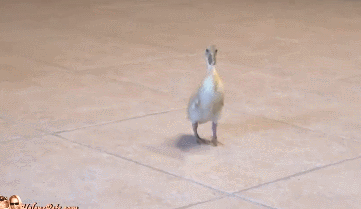 냥이와아기(심장조심).gif | 인스티즈