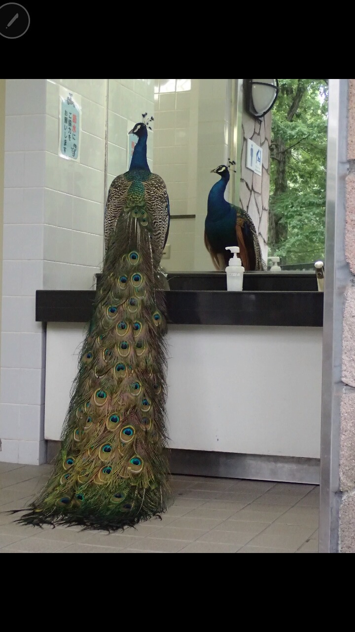 트위터 이것저것 드립 모음 (feat.의정부고 바니걸) | 인스티즈