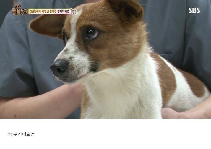 잃어버린 개를 3년만에 찾은 아저씨 | 인스티즈