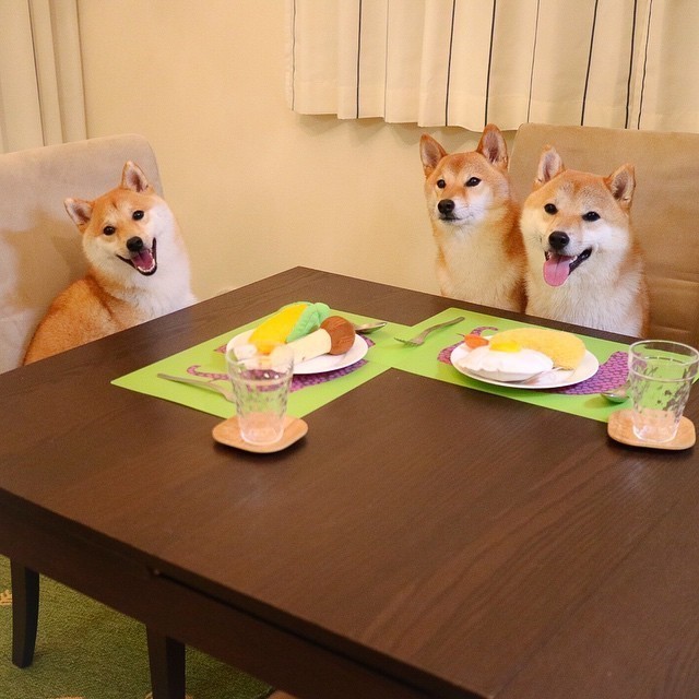 무슨생각으로 사는지 궁금한 강아지 원탑 | 인스티즈