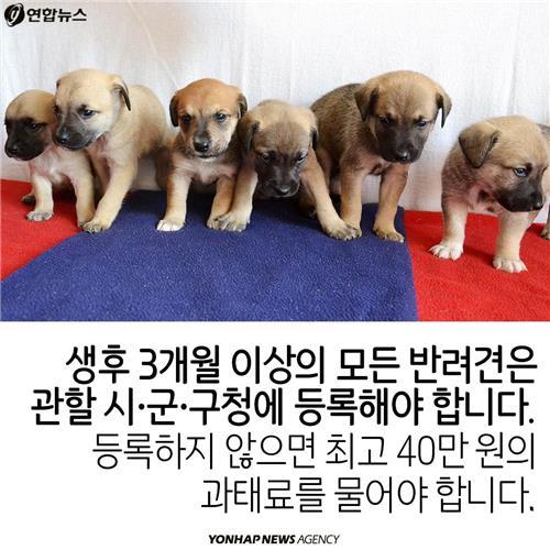 카드뉴스 늘어나는 반려동물…법 미리 알아두자 | 인스티즈