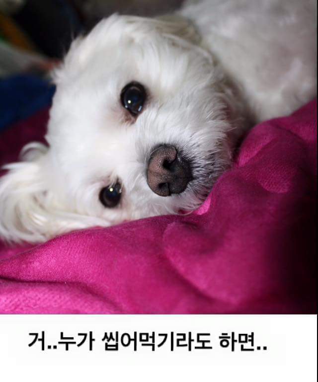 견주들의 깊은 빡침 | 인스티즈