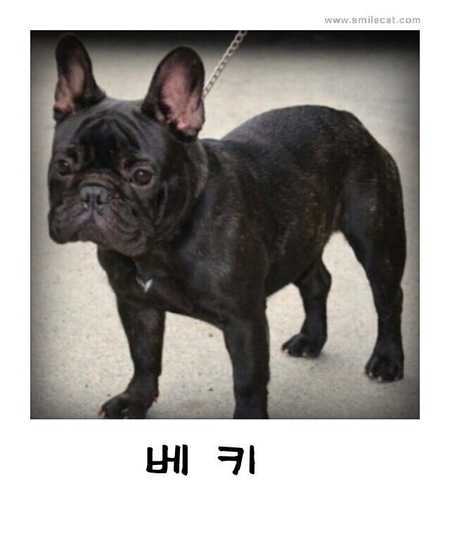 베키 이미지