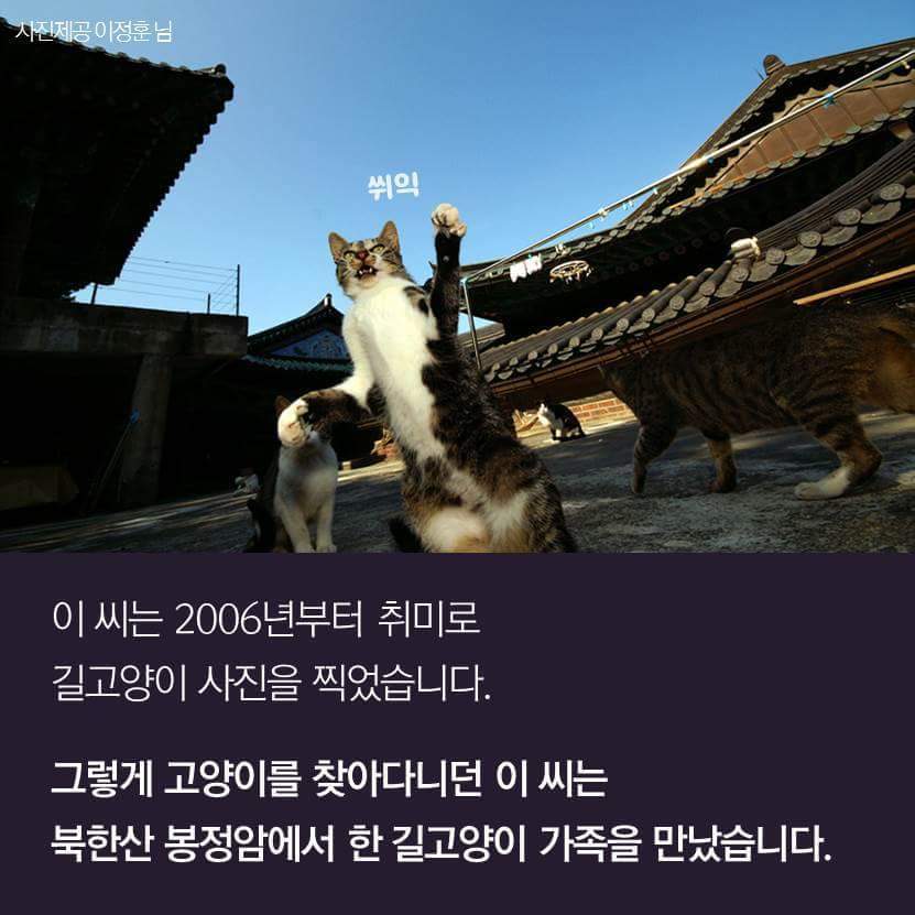 지구촌 짤 '냐옹이 썬더'의 비밀 | 인스티즈
