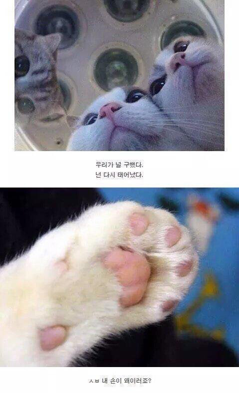 고양이 커뮤가 있다면 이런모습 | 인스티즈