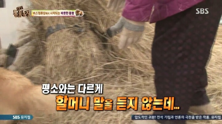 [동물농장] 할머니와 발바리의 따뜻한 우정 | 인스티즈