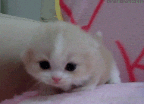 고양이 짤 | 인스티즈