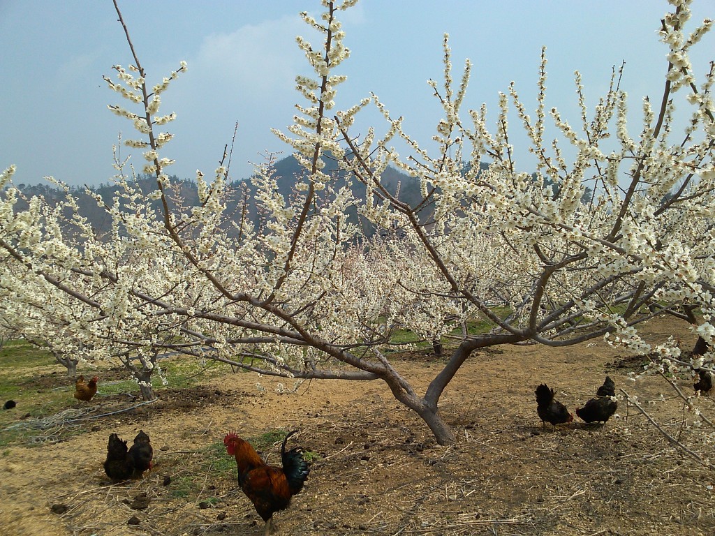 회춘농원 이미지