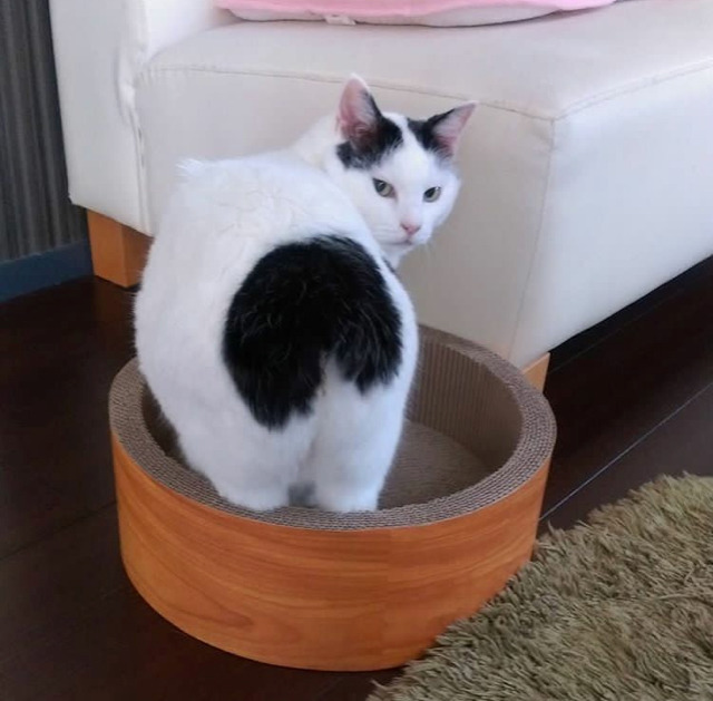 궁디가 까만 고양이 | 인스티즈