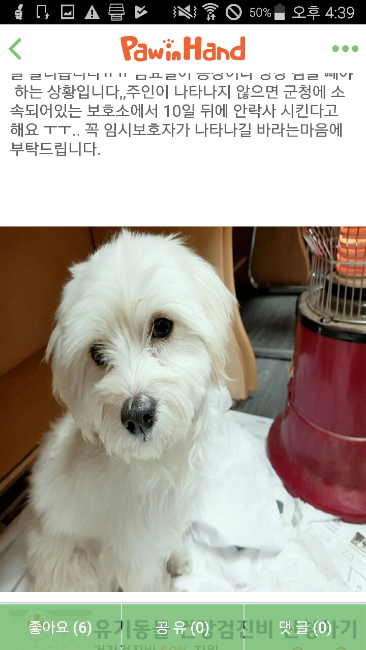 유기견 임시보호처 또는 이동봉사(충남청양-대전탄방) 급구! | 인스티즈