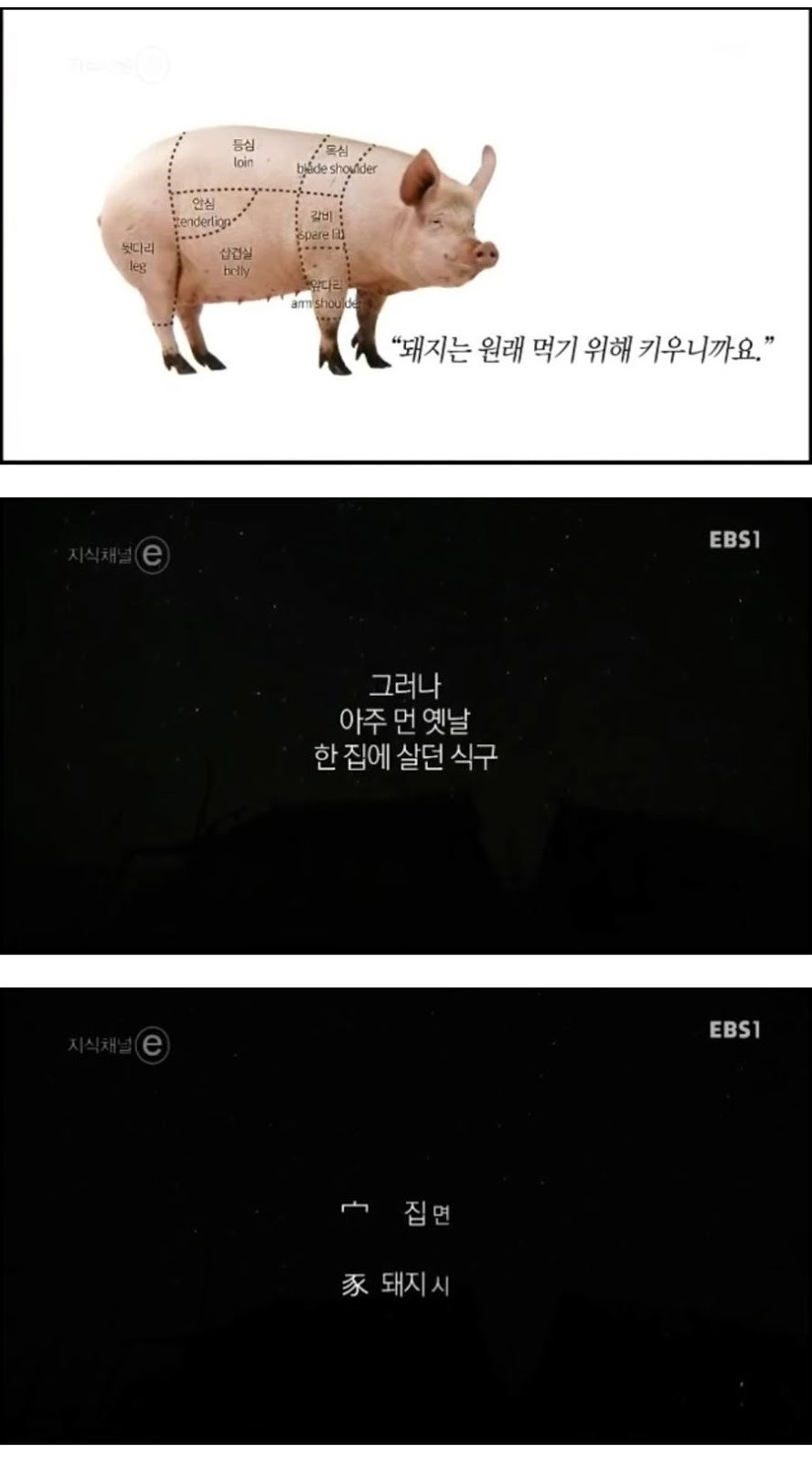 돼지에 대한 편견과 오해.jpg | 인스티즈
