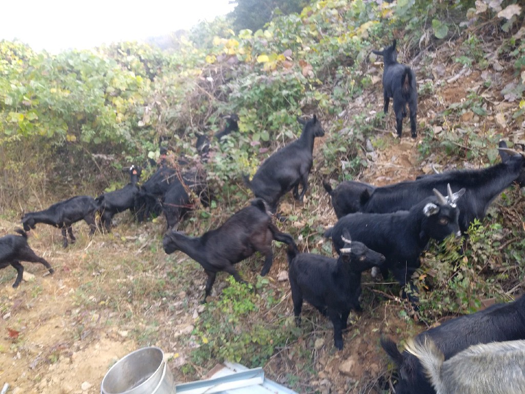 자연식당 이미지