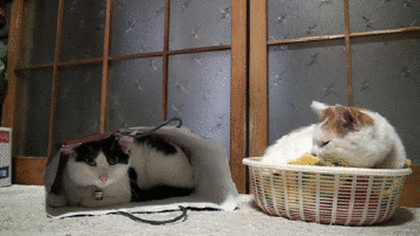 나만고양이없어! 고양이 gifjpg | 인스티즈