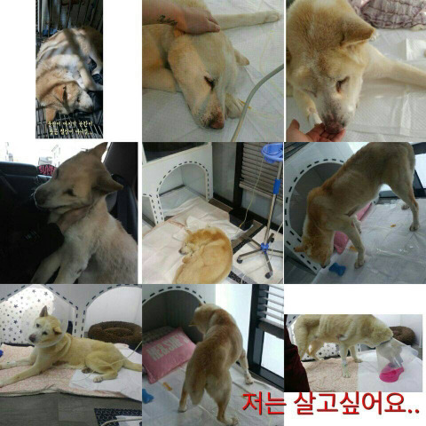 곧 안락사될 아이 보고가줘ㅠㅠㅠ 학대받았던 아이랑 길잃은 아이있어ㅠㅠ | 인스티즈