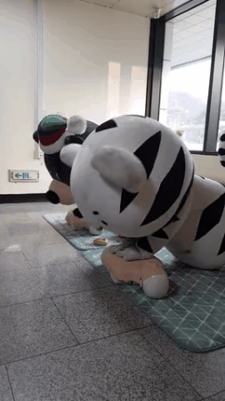 둘이서 뽀짝뽀짝 심폐소생술 연습하는 수호랑 반다비.gif | 인스티즈
