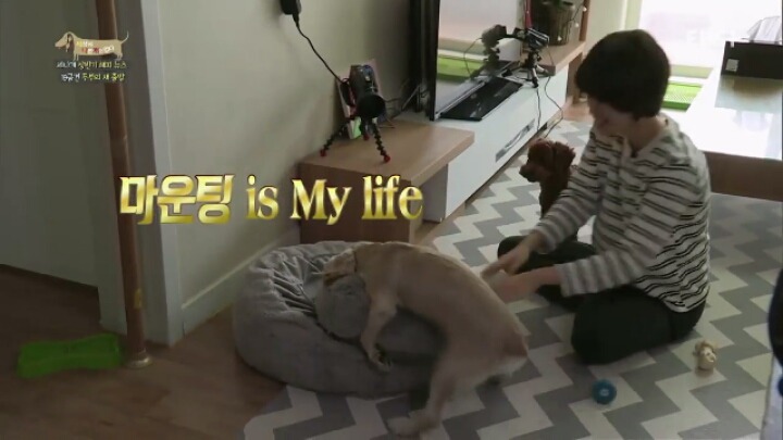 [세나개] 시도때도 없이 마운팅하고 똥을 먹는 두부의 문제 행동 고치기 -1.jpg | 인스티즈
