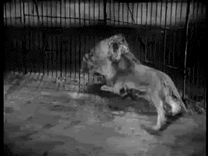 호랑이와 사자가 싸우면?.gif | 인스티즈