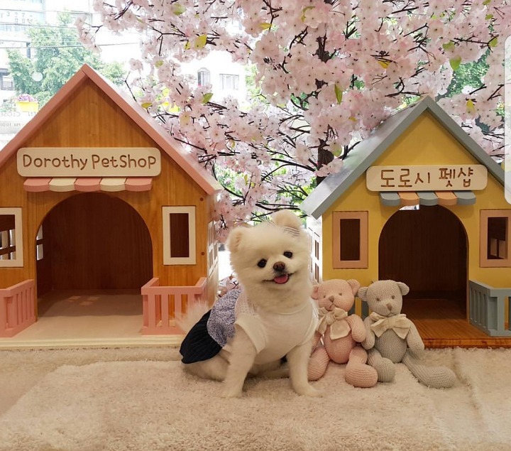 남북통일 해야 하는가? | 인스티즈