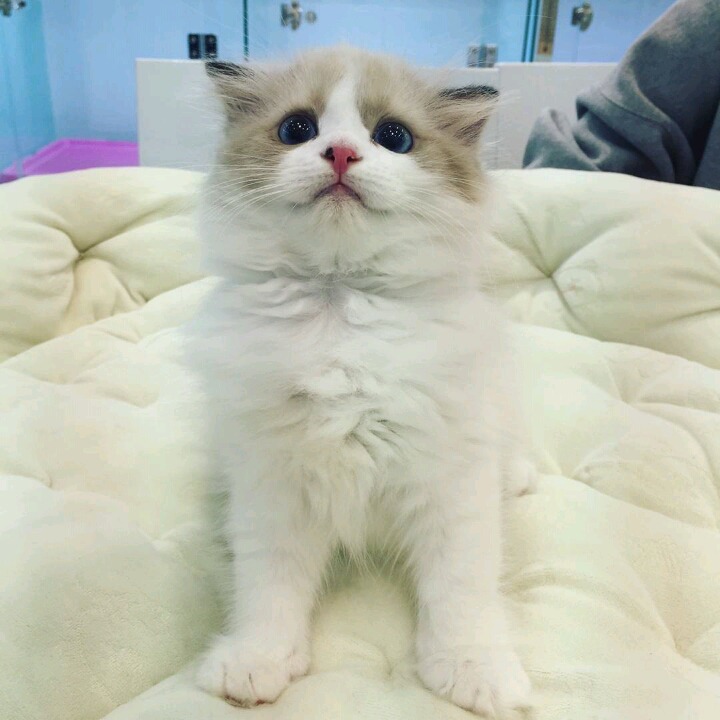 걸스데이 소진이 기르는 고양이 룽지 | 인스티즈