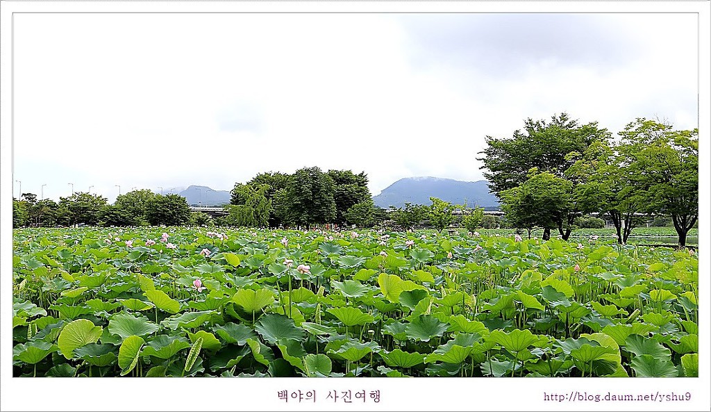 백야 이미지