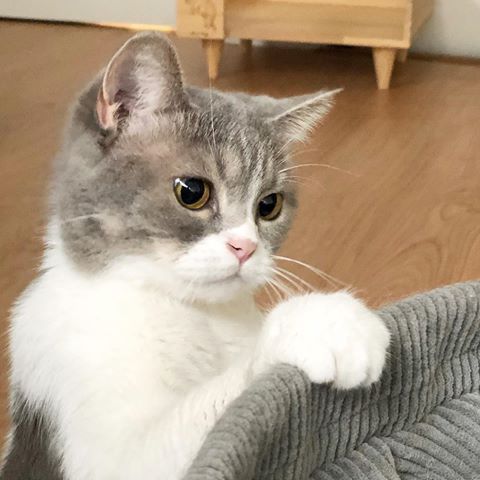 초보집사들 걱정시키는 고양이 특징 | 인스티즈