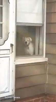 집 잘지키는 개.gif | 인스티즈