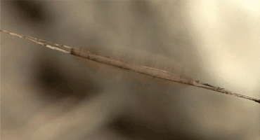 14,000년 전 최초의 애니메이션 | 인스티즈