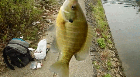 길냥이한테 살아있는 생선을 주면???.gif | 인스티즈