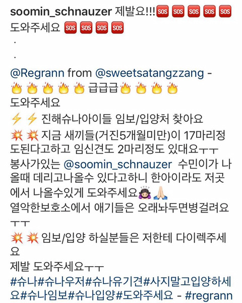 진해유기동물 보호소에 한꺼번에 몇십마리 슈나우저가 구조되어 들어왔어. 하필이면 계속 내리는 비에 온몸이 젖어 덜덜덜 떨고 있대... 한번만 봐줘 | 인스티즈
