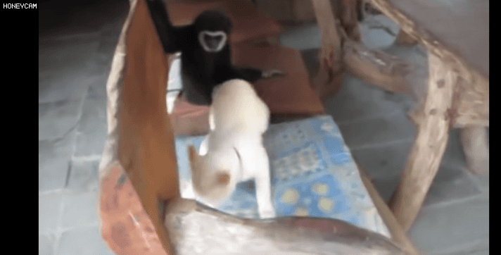 냥냥이 참교육시키는 갓숭이.gif | 인스티즈
