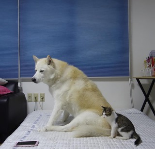 허스키의 고양이 육아일기 | 인스티즈