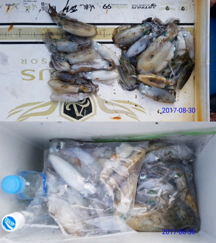 전국선외기 이미지