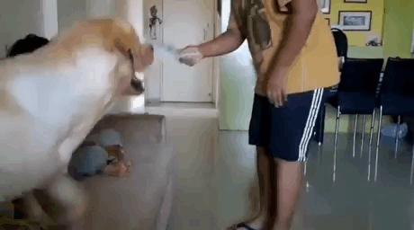 주인을 지키는 멍뭉이들.gif | 인스티즈