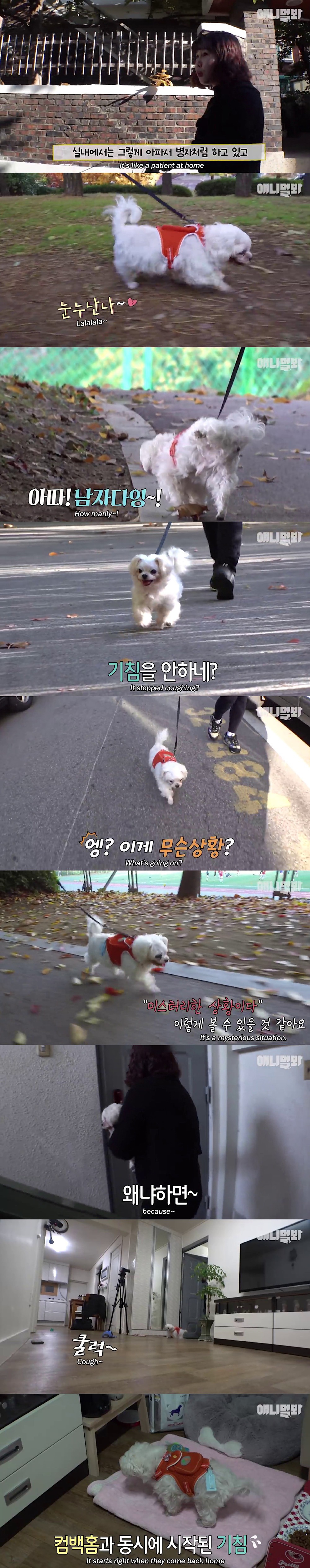 기침이 멎지 않는 개 다롱이 | 인스티즈