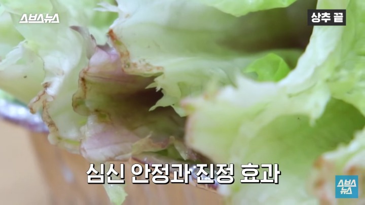 상추 끝부분 먹는다 vs 안먹는다 | 인스티즈