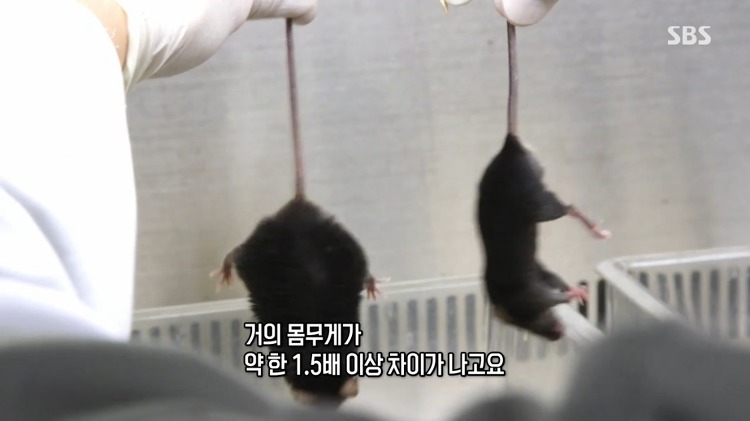 살이 찌는 건 호르몬의 문제다 라고 말하는 다큐멘터리.jpg | 인스티즈