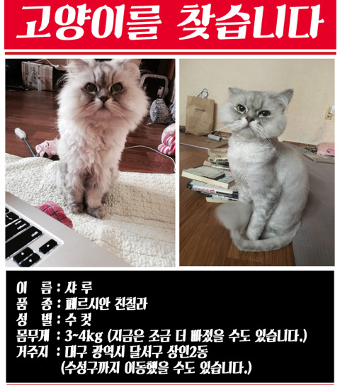 고양이를 찾습니다 (대구사시는 분들 봐주세요) | 인스티즈