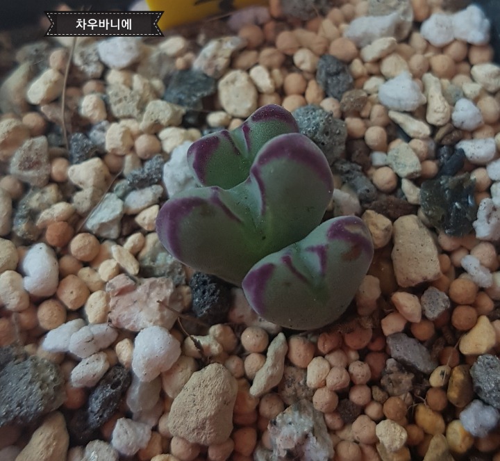 코노 이미지