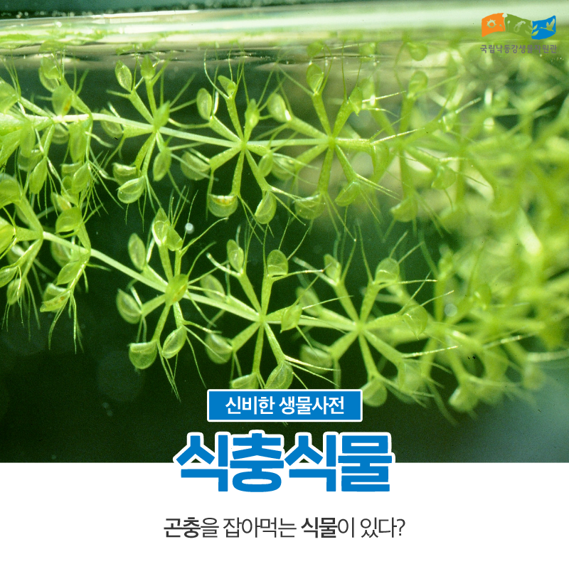 나는 육식하는 풀이야 날 풀로 보지마! 우리나라에 자생하는 식충식물 | 인스티즈