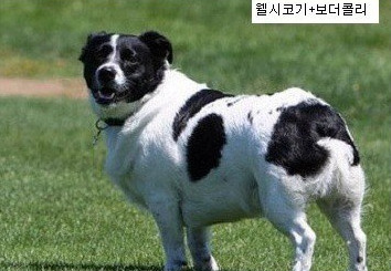 웰시코기 이쯤되면 유전자 깡패 | 인스티즈