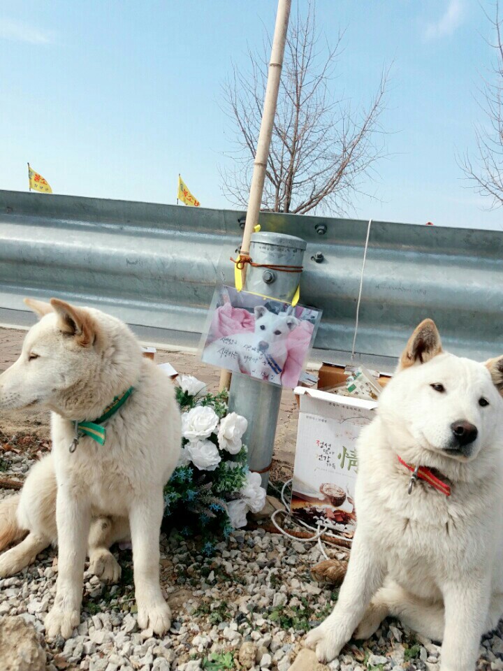 혹시 창녕 매실이 사건알아?부탁이야 우리 백구도 누가데려가버렸어. 나 우리 백구도 이렇게 잃으면 죽어버릴거야. 혹시 우리백구 본사람 임보라도 해줘 부탁 | 인스티즈