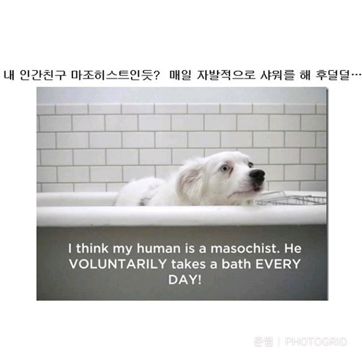 강아지가 인간칭구칭구에게 진짜 궁금한것들 | 인스티즈