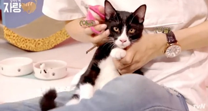 [집사인게자랑] 평화로운 고양이 발톱 자르기.jpg | 인스티즈